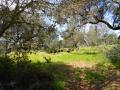 DEHESA